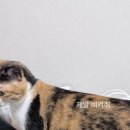디저트 순자