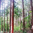 편백나무향 - 순천시 죽평길 4 | 편백나무향