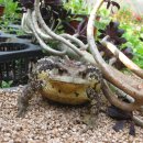 금두꺼비 이미지