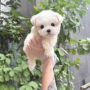 성남강아지분양 위례강아지분양 하남강아지분양 광주강아지분양 말티폼분양 골든리트리버분양 골든리트리버책임분양 인천강아지분양 강아지분양 말티푸 이미지
