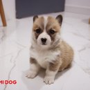 분당 요미독앤캣 강아지분양 고양이분양 이미지