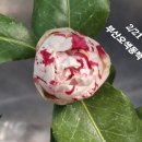 분홍공주 이미지