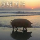 오렌지독하우스 | 태국으로 이행시
