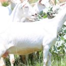 최정언산양목장 이미지