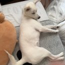 차동물병원 | [광주 중성화 동물병원] 4개월 차 콜리 중성화 수술 리얼 후기ㅠ 과잉진료 없는 '운남동물병원' 🏥🐾