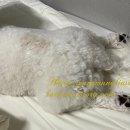 바르다펫 꿈의숲점 이미지