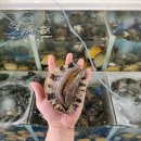 완도해성전복 이미지