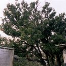 광령귤나무 이미지