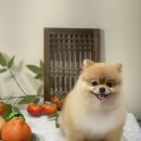 아미고펫 이미지