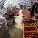 이종태농장 이미지