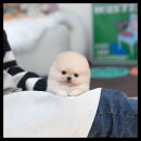 유앤미펫 고양이분양 강아지분양 인천본점 이미지