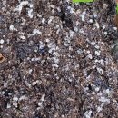 개미통나무 이미지