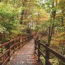965회 토요걷기(10/24) 외대글로벌명수당~태교의숲 이미지