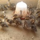 제영농장 이미지