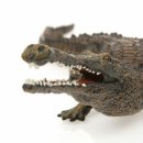 사르코수쿠스 이미지