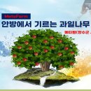 메타팜