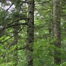 잣나무숲 이미지