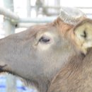 사슴자연 방목장 이미지