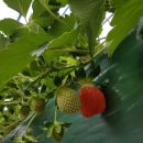 가락영농농장 이미지