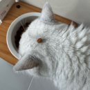 퓨리나동물병원 | [2년째 급여중] 고양이 알레르기 6단계 집사의 리브클리어 사료 급여 후기 (퓨리나 프로플랜)