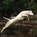 도고(DOGO) 이미지