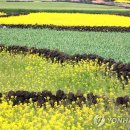 제주인(제주in) 이미지