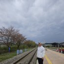 4월11일 예천회룡포&무섬마을 외나무다리 용궁역 헬로연수지기님 리딩 2 이미지