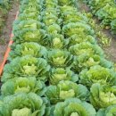 호암농장 이미지