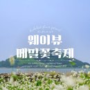 메밀꽃카페 이미지