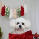 댕댕아 이리온 이미지