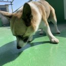 마이펫까까 이미지