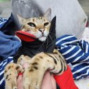 이자매펫미용원 이미지