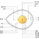 달걀류 요약정리 이미지