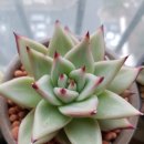손토비