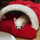 밝은달한의원 | 서울 편평사마귀 성지 : 내돈내산 편사 350개 제거한 후기.. (어븀야그레이저) 비용, 통증&amp;회복기간