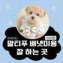 마이미미 반려견미용실 | 말티푸 배냇미용 시기 스타일 경험 많은 대구애견미용실 미미멍