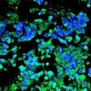 Art Rin Museum 이미지