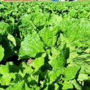 수천농장 이미지