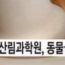 파파스팜 이미지