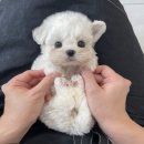 부산애견호텔 강아지유치원 펫퍼센트&코모네하우스 이미지