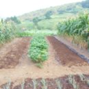 부춘농장 이미지