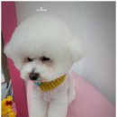 오도DOG 펫살롱 이미지