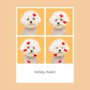 러블리 독 | 월) 부산 애견스튜디오 달링스튜디오 촬일지 ! 🌸 사랑스러움 그 자체, 달님이의 러블리독 촬영 이야기
