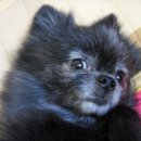 꼬마애견 이미지