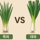 (주)농서식품 | 🧅 쪽파와 대파의 결정적 차이점 총정리 (맛, 향, 영양소, 요리 활용법)
