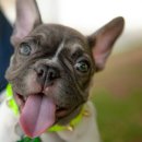 시흥24시센트럴동물의료센터 이미지