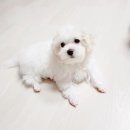 HOME PLUS 작전점 이미지