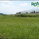 야초목장 | 사료로 활용해 경영비 줄일 수 있어 갈대, 억새, 새, 띠, 산조풀과 같은 야초도 , 조사료로 사용하자