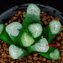 드래곤(dragon) 이미지