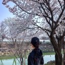 장자호수공원 장미원 | 구리 벚꽃 명소, 장자호수공원 방문 후기